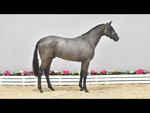 1 - Wie werden Pferde beim Oldenburger Verband beurteilt?