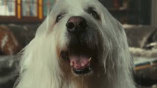 The Honest Kitchen For the Best..and Naughtiest Pups Dog Food Shag Product