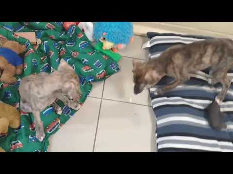 #DogsTrustPuppyCam 21.11.2019