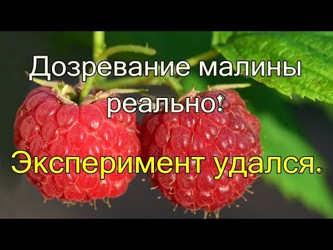 Дозревание малины реально. Эксперимент удался.