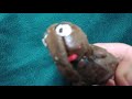Snuffy S Lullaby