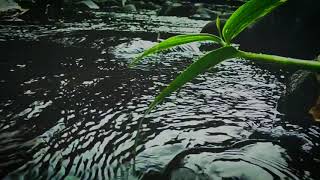 Download lagu STORY WA SHOLAWAT 2019 mp3