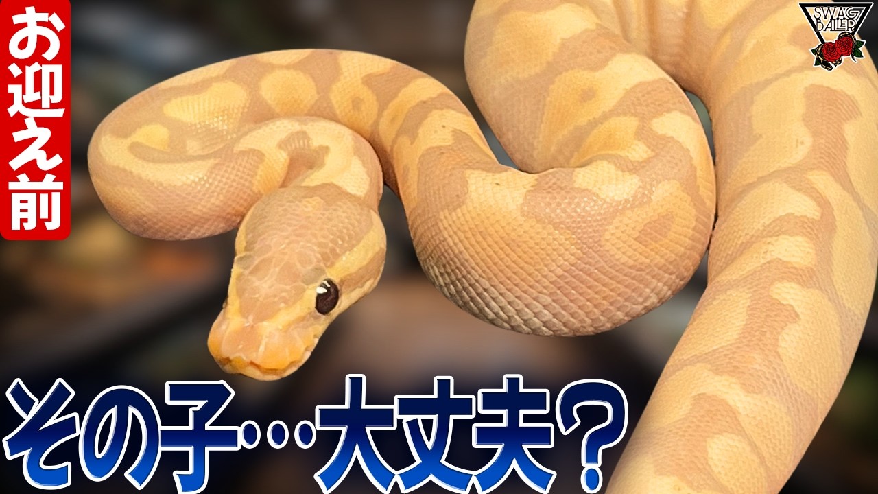 ボールパイソン飼う前に絶対見て │ お迎え前3つのチェック #ペット #動物 #爬虫類 #浜松市 #蛇 #飼育 #ブリード #ケージ #reptiles
