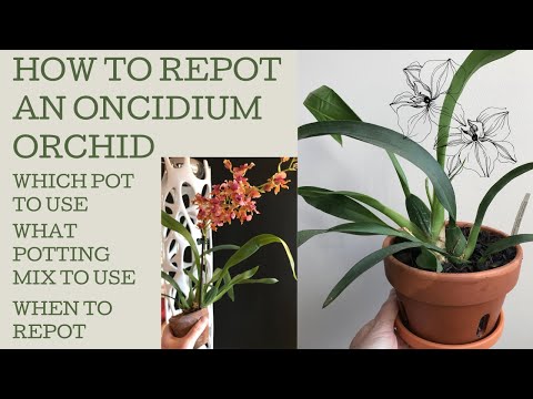 How to re-pot an Oncidium orchid