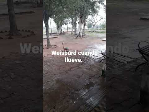 🌧Weisburd cuando llueve 💦