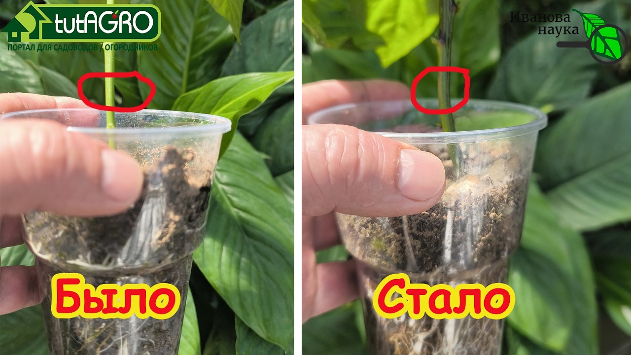 СТВОЛ ТОЛСТЕЕТ НА ГЛАЗАХ! Останавливаем рост ВВЕРХ, направляем рост ВШИРЬ! К?