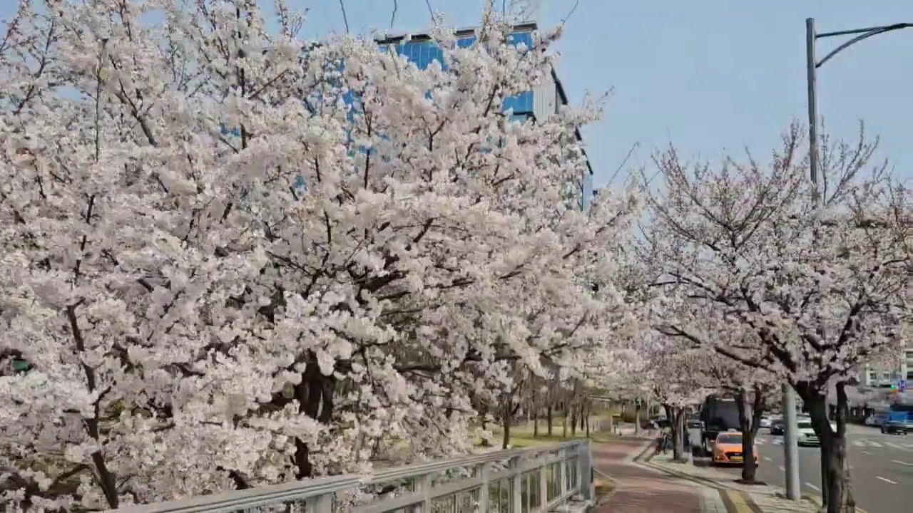 #CherryBlossoms #Blooming #ByTheRoadside