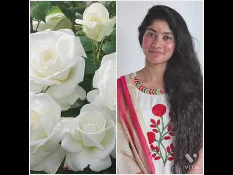 Rose Flowers Vs Sai Pallavi 🥰🥰