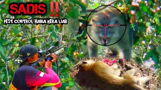 Download lagu Pemburu semakin Brutal Bantai kera yang merugikan petani//Berburu kera liar mp3