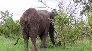 Majestic Bull's Tree-Breaking Feast👌💯