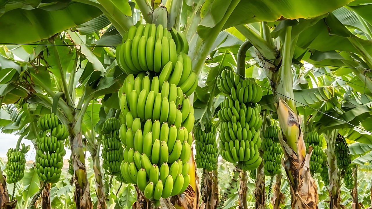 Millions of Tons of Bananas Harvested: From Farm to Factory