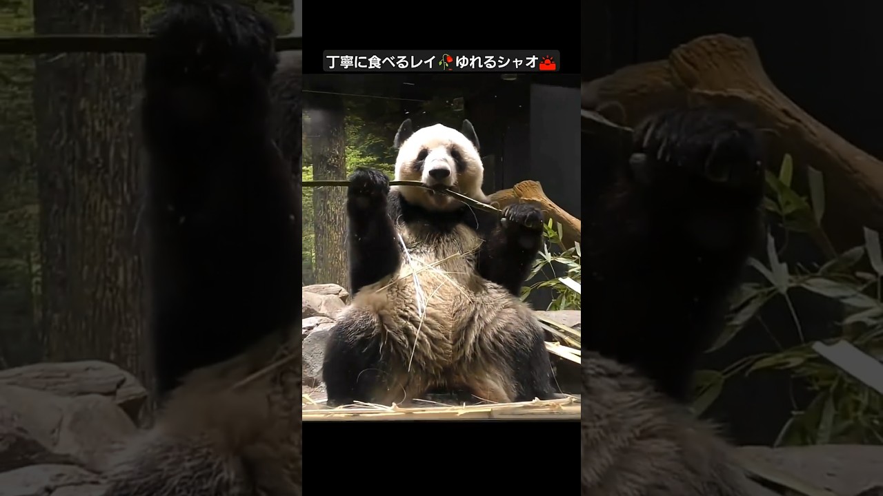 2025パンダ納め🌅暁暁🥀蕾蕾✨【2025.12.28】