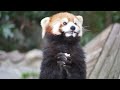 it's pleasure to watch Red Panda eat apple