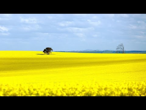 2021 Canola and Wheat Harvest Wantiool NSW Australia