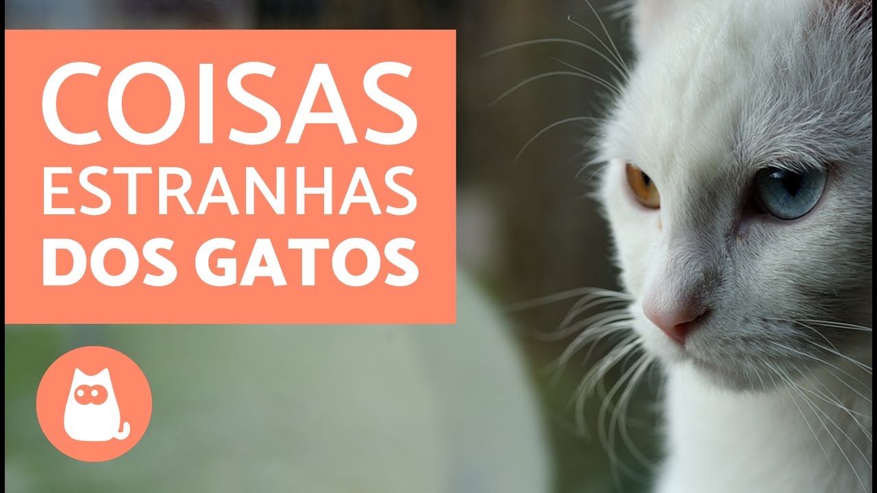 10 coisas estranhas que os gatos fazem