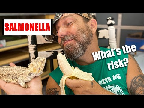 Reptile Keeper's Experience With (Or actually WITHOUT) Salmonella