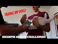 TAZING MY DOG! Sharpie Shock Challenge!! TAZING MY DOG! Sharpie Shock Challenge!!