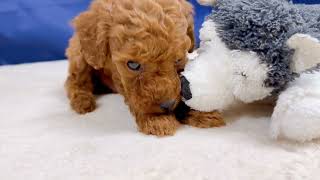 トイプードルの動画01