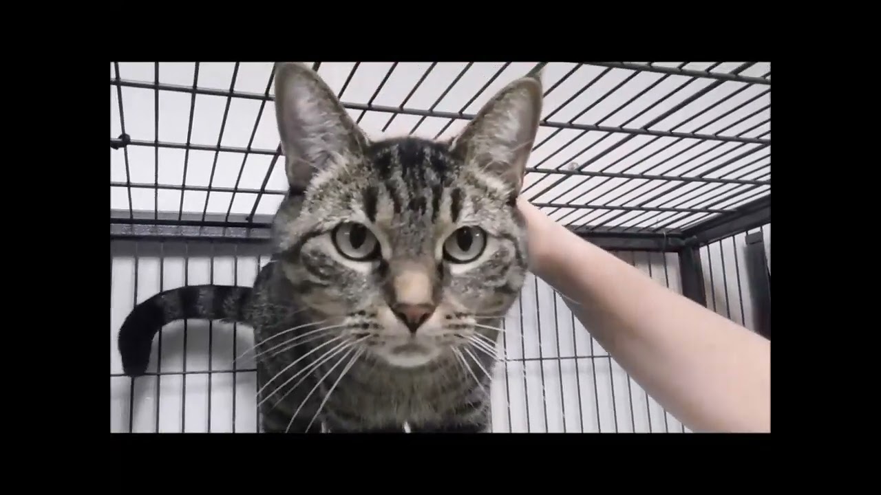 EVEE, a Adoptable Tabby in Ironwood, MI video 6/6