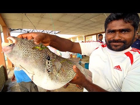 SRI LANKA Seafood Heaven in Jaffna!! SPICY Prawn CURRY + “Khool” Soup - Tamil Food in Sri Lanka!