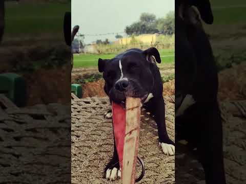 Hungry Pitbull dog #shadow #shorts #pitbull #aggressive