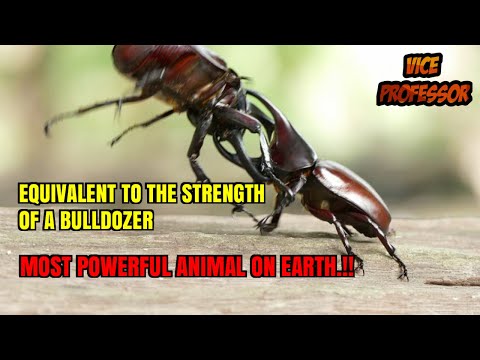 Not Lion or Elephant, Here's The Most Powerful Animal In The World...
