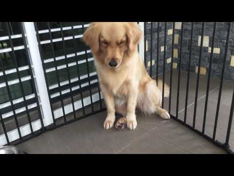 Watermelon or Banana