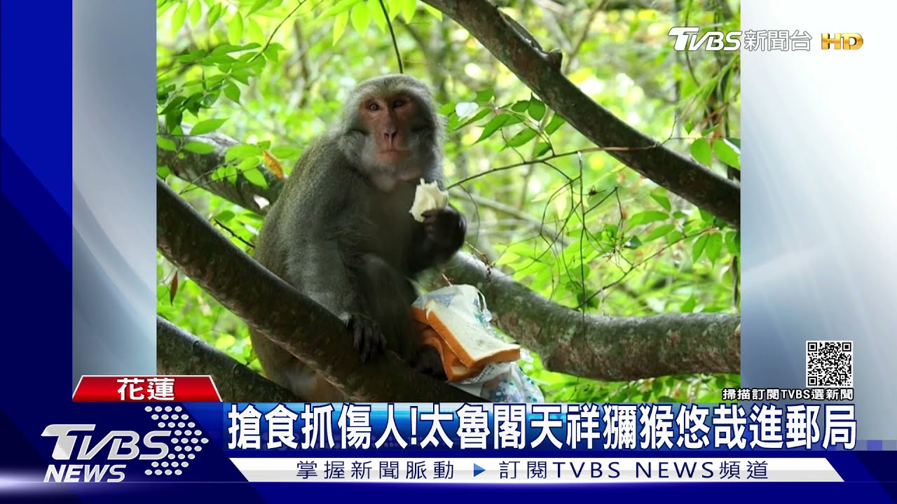 搶食抓傷人! 太魯閣天祥獼猴悠哉進郵局