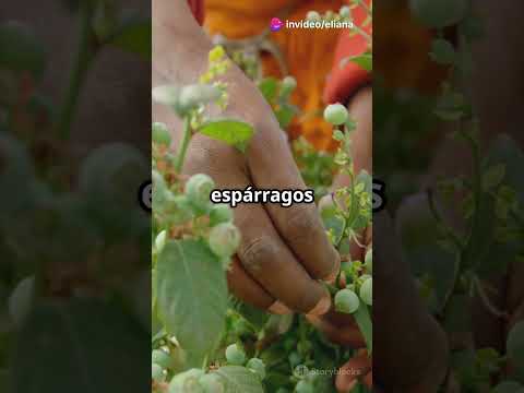 84 MICROCLIMAS, 1 PAÍS: Cómo Perú está revolucionando la agricultura global