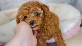 タイニープードルの動画01