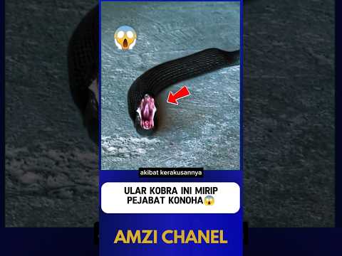 THIS COBRA LOOKS LIKE A KONOHA OFFICIAL