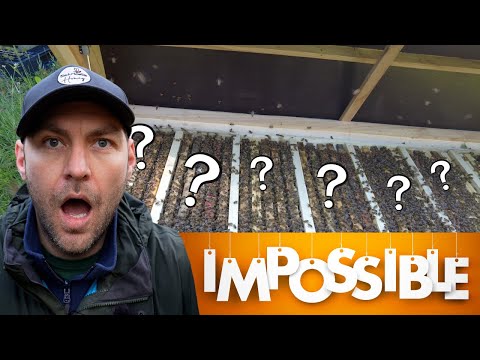 Cómo hacer el split de marcha: cría natural de reinas y un éxito sorprendente