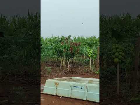 Recanto dos papagaios castilho são Paulo