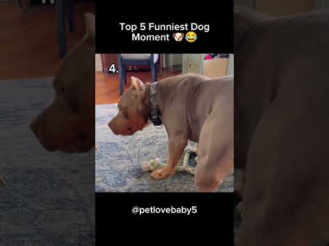 Top 5 Funniest Dog Moment (Try Not To Laugh) 🤣🐶