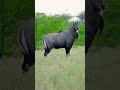 अब खेतों के पास नहीं दिखेगी नीलगाय और �