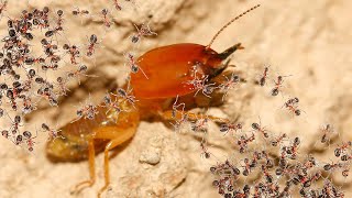 Ants attack Termite mounds and the Queen