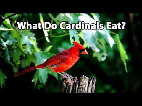 image-Do red birds eat insects?