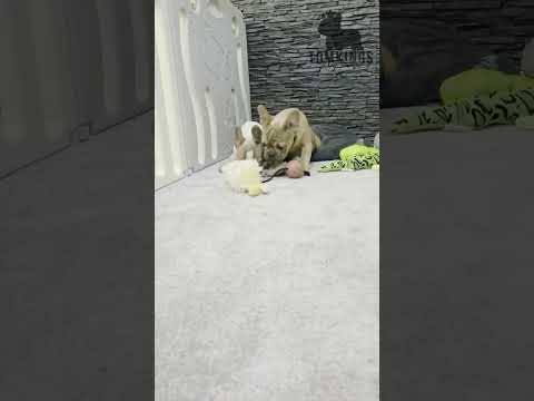 Video 2