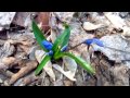 Scilla sibirica all photos пролески фото 