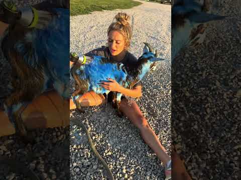 I dyed all of my goats to be power puff girls✨