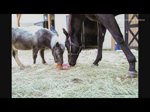 Kentucky Derby Museum's miniature horse Mighty Aristides turns 6 - YouTube