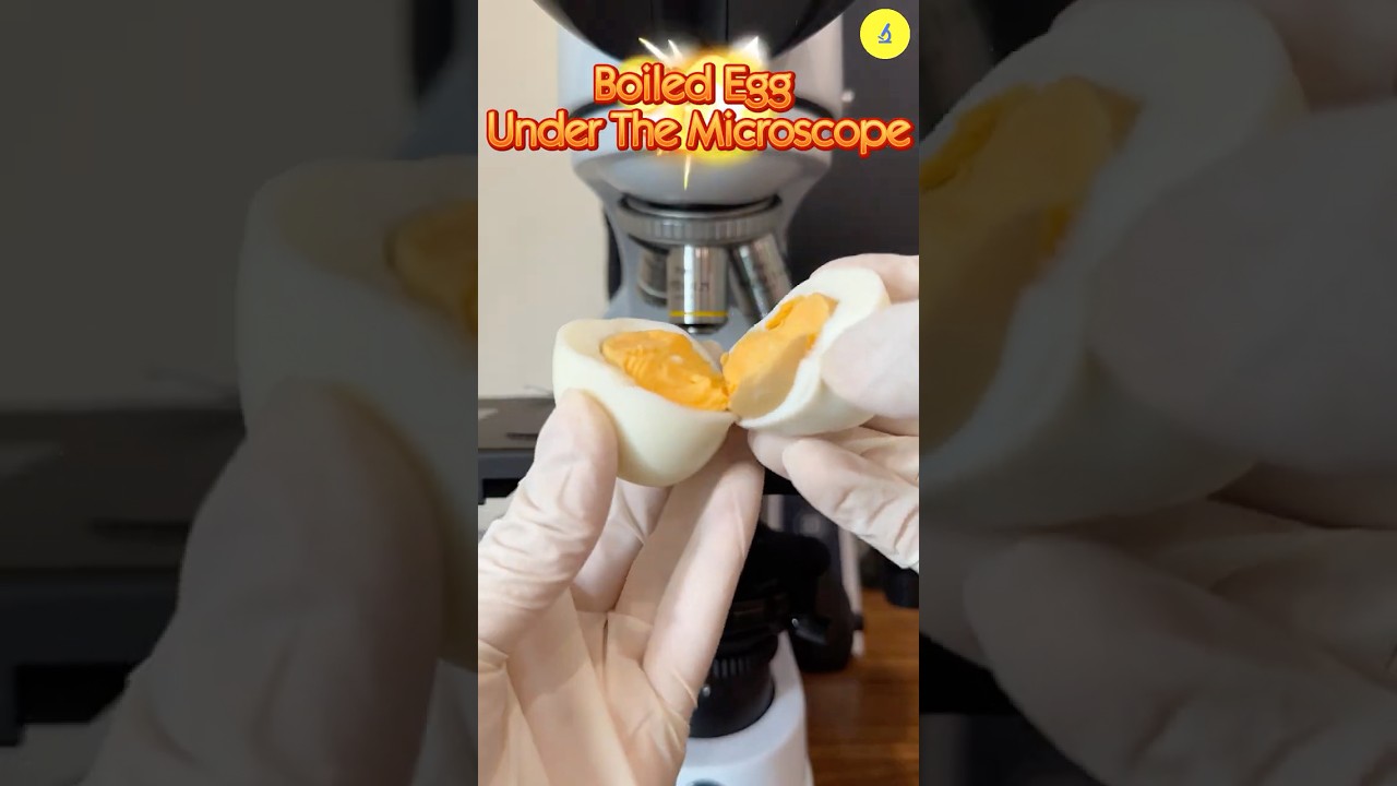 Boiled EGG Under The Microscope | TULO - Microscope #shorts #microscope #egg