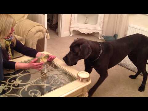 グレート・デーン犬、生まれて初めてガチョウのヒナとご対面を記念して犬＆ヒナ特集 | カラパイア