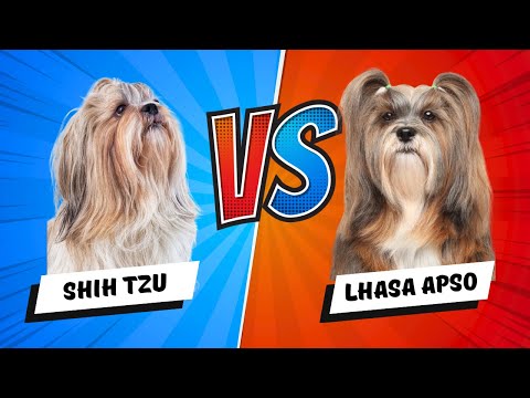 lhasa apso fogyás hogyan lehet lefogyni és magasabbra nőni