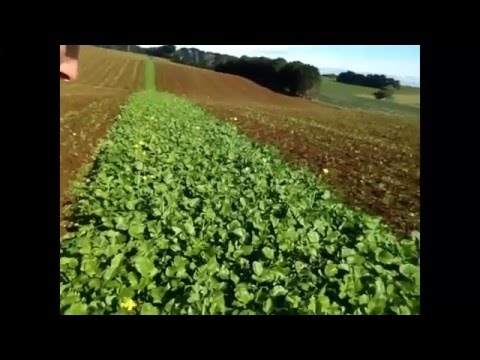 Biofumigation with mustard