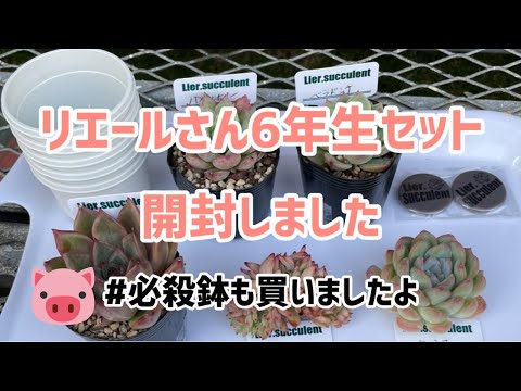 園芸 モルセル、アイルランドの鐘