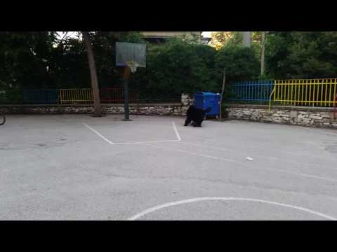 Newfoundland dogs Braf 9 months and Alma 2 years old first meeting