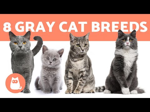 TOP 8 GRAY CAT BREEDS 🐱❣️ (Which Is Your Favorite?)