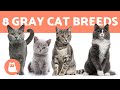 TOP 8 GRAY CAT BREEDS ️ Which Is Your Favorite