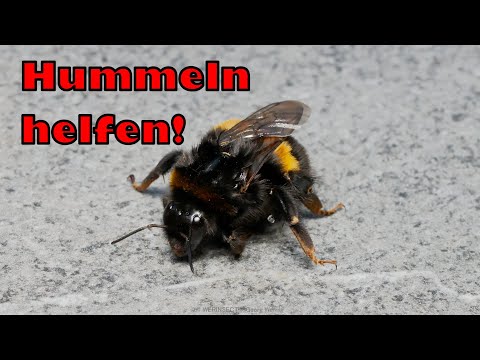 Schwachen Hummeln helfen | WERINSECT